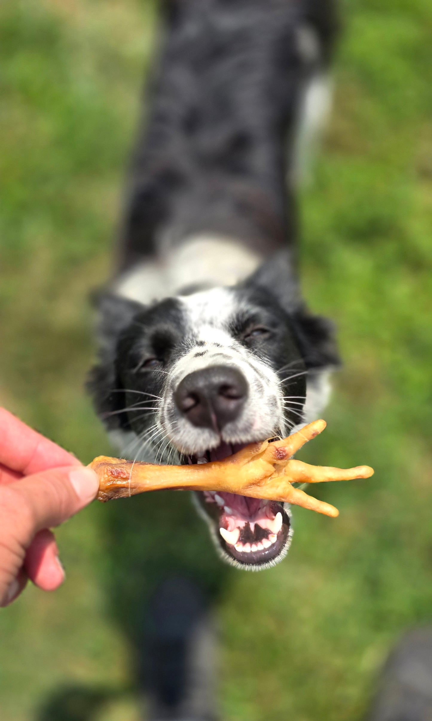 Chicken Feet